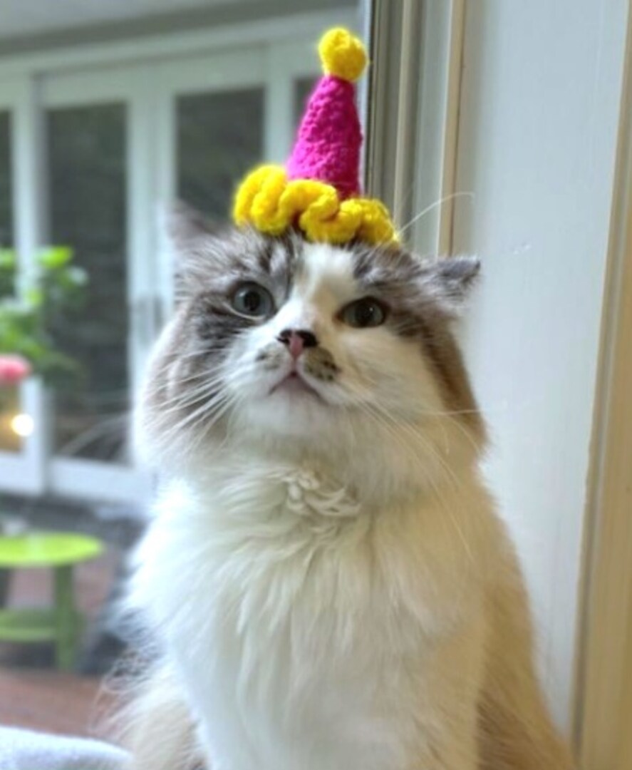 Crochet Pet Birthday Party Hats for Cats and Small Dogs MakerPlace by Michaels